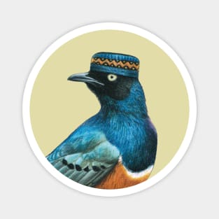 Superb starling Magnet